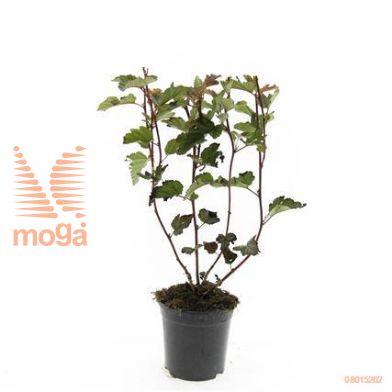 http://twentheplant.nl/tsd/54451_PHORBARO_8P15_1.jpg