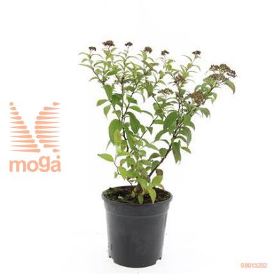 http://twentheplant.nl/tsd/54451_SPJFROEB_8P15_1.jpg