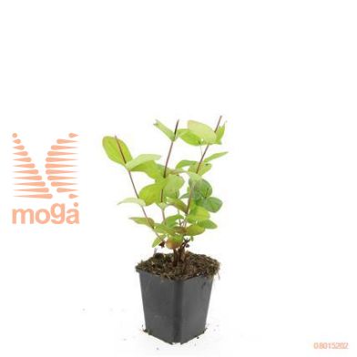 http://twentheplant.nl/tsd/54451_HYIBEAUT_8P09_1.jpg