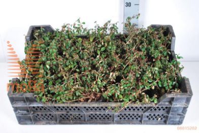 http://twentheplant.nl/tsd/55065_COREICHH_8P09_2.jpg