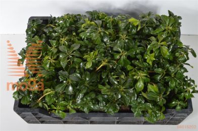 http://twentheplant.nl/tsd/55065_PATGSHEE_8P09_1.jpg