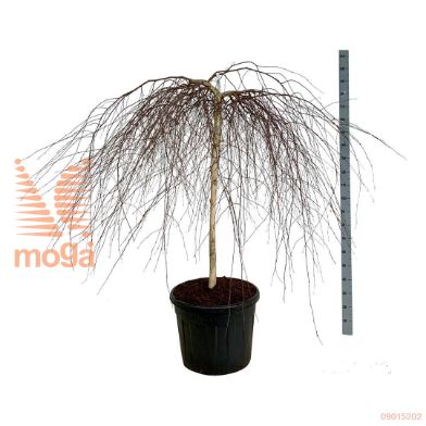http://twentheplant.nl/tsd/55037_BEPYOUNG_S120C90EXT_1.jpg