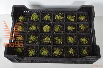 http://twentheplant.nl/tsd/55065_CACWCLIP_8P09_1.jpg