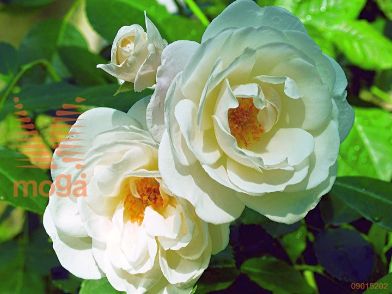 http://twentheplant.nl/tsd/74813_ROSWITTC_S090P26_1.jpg