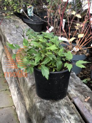 Slika vrtna kresnica "Elisabeth van Veen"