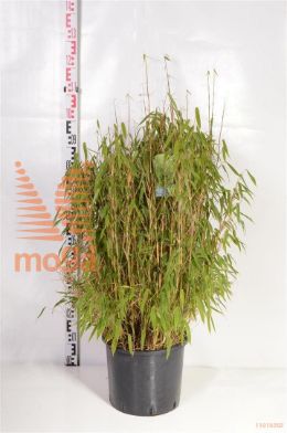 http://twentheplant.nl/tsd/82088_FAMSIMBA_9C15100125_2.jpg