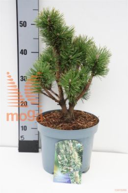 http://twentheplant.nl/tsd/82088_PIMALPEN_8P23025030_1.jpg