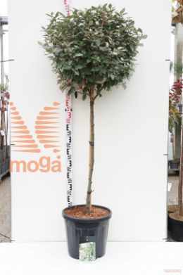 http://twentheplant.nl/tsd/55037_ELECOMPA_s090c30_1.jpg