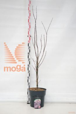 http://twentheplant.nl/tsd/62347_ACPTRSEN_9C12080100_1.jpg