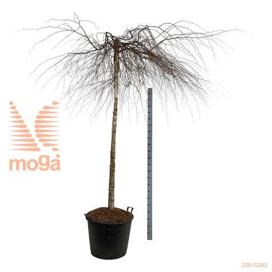 http://twentheplant.nl/tsd/55037_BEPYOUNG_S180C130E_1.jpg