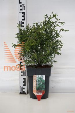 http://twentheplant.nl/tsd/56804_CHOLYCOP_8p17030_1.jpg