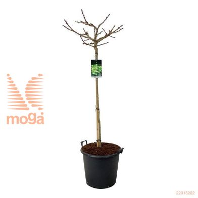 http://twentheplant.nl/tsd/55037_GIBMARIK_s120c50e_1.jpg