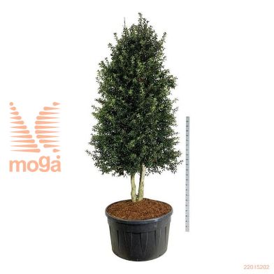 http://twentheplant.nl/tsd/55037_ILADLADY_VP300350SC500_1.jpg