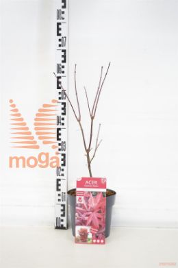 http://twentheplant.nl/tsd/82824_ACPTRSEN_8P19050060_1.jpg