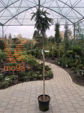 Slika bodeča smreka "Glauca Pendula"