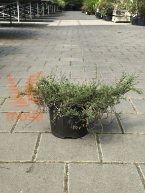 Slika Genista pilosa "Vancouver Gold"