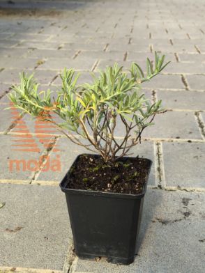 Slika Helianthemum "Supreme"