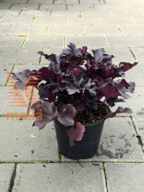 Slika Heuchera "Black Pearl"