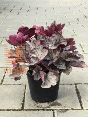 Slika Heuchera "Silverberry"