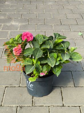 Slika velikolistna hortenzija "Little Collection® Pink"
