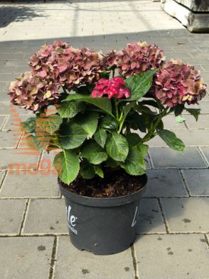 Slika Hydrangea macrophylla "Little Collection® Red"