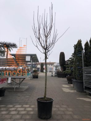 Prunus domestica "Regina Claudia Gialla" |10/12|Half standard|C
