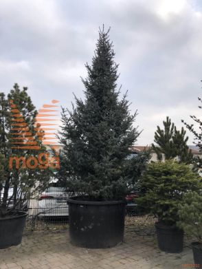 Picea omorika "Silver Blue"
