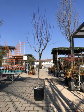 Prunus persica "Fayette" |12/14|Half standard|C
