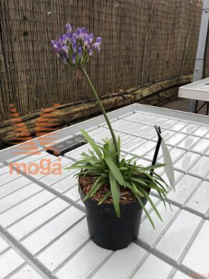 Agapanthus "Summer Love Blue"