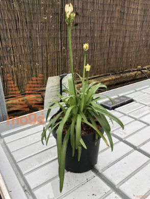 Agapanthus "Summer Love White"