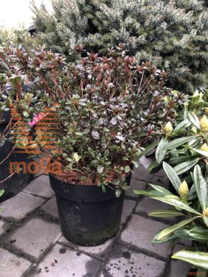 Rhododendron "Gislinde"