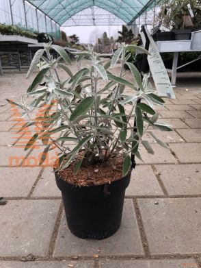 Buddleja "Silver Anniversary"