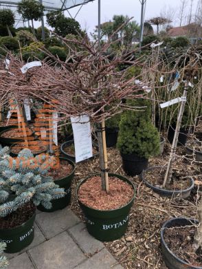Larix kaempferi "Wolterdingen" |1/4 stem|C