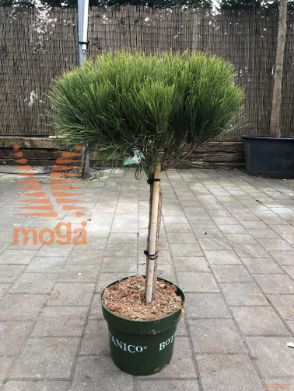 Pinus densiflora "Alice Verkade" |1/4 stem|C