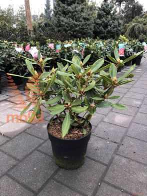 rododendron "Bernstein"