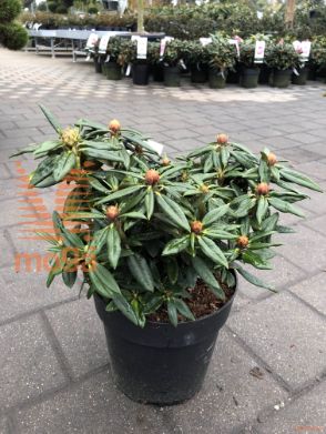 Rhododendron "Blewbury"