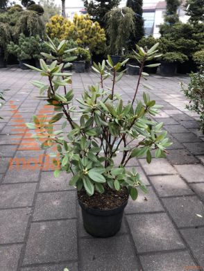 Rhododendron "P.J. Mezitt"