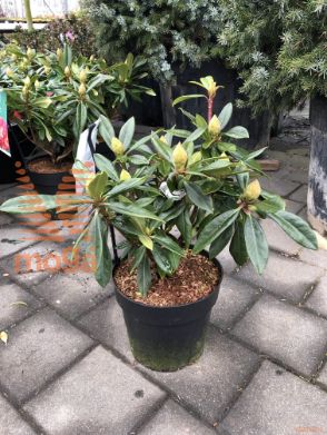 Rhododendron "Farbwechsel" ®
