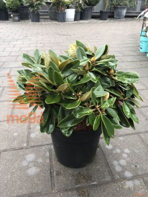 Rhododendron "Malaga"