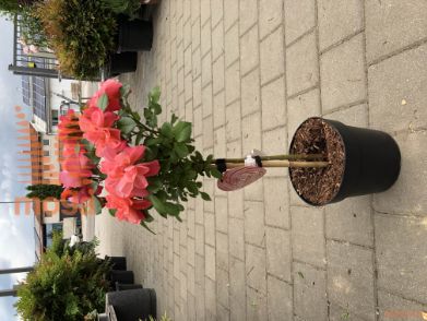 Rosa "Sugar Candy" ® |1/4 stem|C6