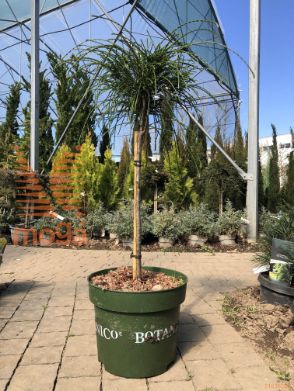 Thuja plicata "Whipcord" |1/4 stem|C