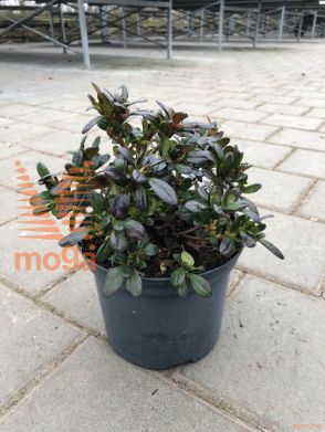 azaleja rododendron "Melina"