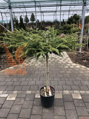 Cedrus libani "Nana" |Half standard|FI:40-60|C
