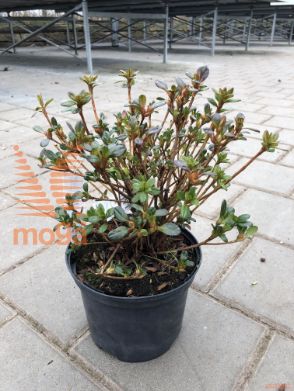 Rhododendron obtusum "Purpurtraum"