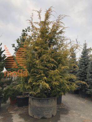 Tsuga canadensis "Wintergold"