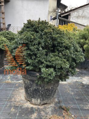Taxus baccata "Little Gem"