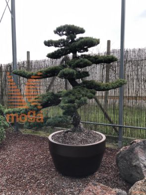 Pinus pentaphylla |140|FI:220|Niwaki|unikat|C/JUMBO215