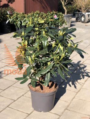 Rhododendron "Orakel"