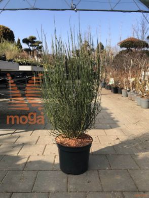 Cytisus scoparius "Golden Cascade"