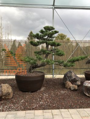 Pinus thunbergii |190|FI:330|Niwaki|unikat|C/JUMBO390